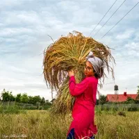 برنج گیلان درجه ۱/طارم هاشمی معطر/آستانه اشرفیه
