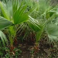 فروش گل۰پالم و غیره