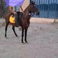نریان کرد شجره دار