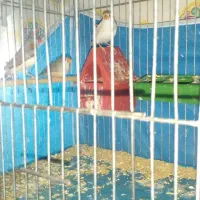 فنچ نرماده|پرنده|شاهین‌شهر, گزبرخوار|دیوار