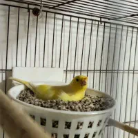 قناری.|پرنده|بندرعباس, |دیوار