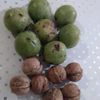 گردو بزرگ مقز سفید
