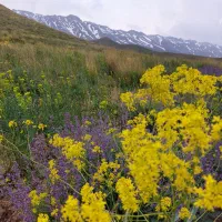 فروش زمین مسکونی