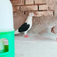 کبوتر دوکتی