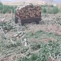 خریدار درخت|خدمات باغبانی و درختکاری|سنقر, |دیوار