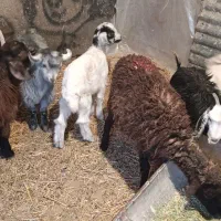 بره و بزغاله|حیوانات مزرعه|جعفرآباد, |دیوار