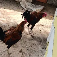 خروس لاری اصیل