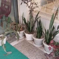 گل با گلدان سفید و رنگی