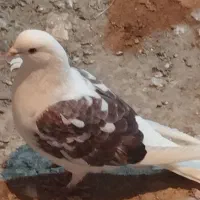 کبوتر پرشی|پرنده|مشگین شهر, |دیوار