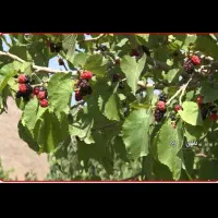 زمین مسکونی