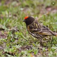 سهره سینه سرخ وگلبسرنر|پرنده|خمینیشهر, |دیوار