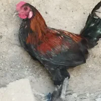 خروس محلی|حیوانات مزرعه|بندرعباس, |دیوار