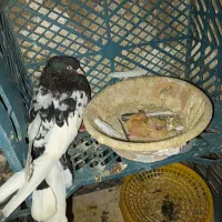 فروش جفت کله سیاه|پرنده|مسجد سلیمان, |دیوار