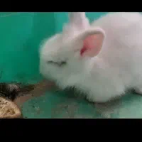 خرگوش لپی سفید