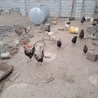 مرغ وخروس کالی