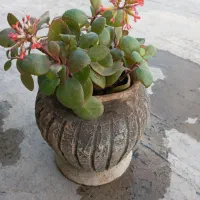 انواع گل|گل و گیاه طبیعی|قم, قلعه عموحسین|دیوار