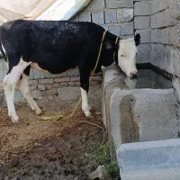 کوساله سیمیتال|حیوانات مزرعه|محمدبار, |دیوار