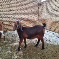 بز ابستن درجه یک