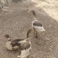 فروش غازبالغ|حیوانات مزرعه|شاهرود, |دیوار