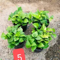 فروش پک گل اقتصادی ارسال رایگان|گل و گیاه طبیعی|قدس, شهرقدس|دیوار