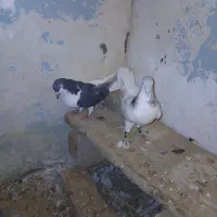 صده هفرنگ|پرنده|سبزوار, شرق کال شمالی|دیوار