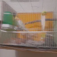 ۳ عدد عروس لوتنیو هلندی دو تا نر یک ماده