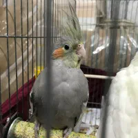 عروس هلندی|پرنده|رباط‌کریم, رباط‌کریم|دیوار