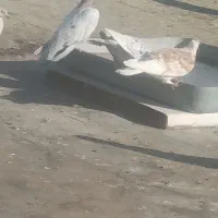 کبوترسرور|پرنده|ملکشاهی, |دیوار