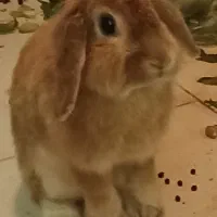 واگذاری خرگوش|موش و خرگوش|پردیس, فاز ۱۱|دیوار