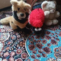 عروسک|اسباببازی بچه|تبریز, |دیوار