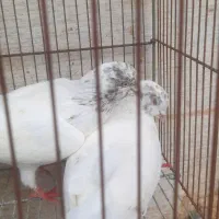 کبوتر|پرنده|رشت, جانبازان|دیوار