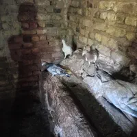 کبوتر