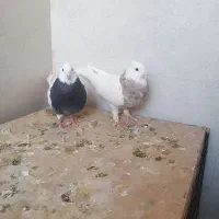 طوقی شازده آجری