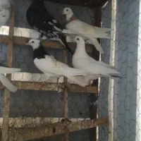 کبوتر|پرنده|بجنورد, |دیوار