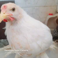 مرغ برهما، قد کشیده و خوشرنگ