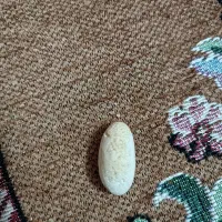 مهره|کلکسیون اشیاء عتیقه|بیرجند, |دیوار