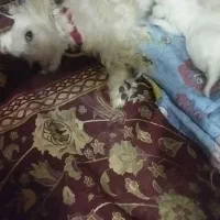 سگ پا
