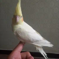 عروس هلندی