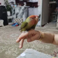 یه جفت طوطی کوتوله سخنگو|پرنده|مشهد, قائم|دیوار