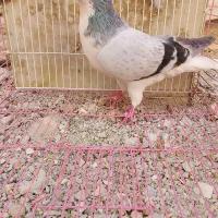 ساده سبز|پرنده|سراوان, |دیوار