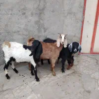 3عددبزپاکستانی زایده وابستن شکم اول|حیوانات مزرعه|اراک, |دیوار