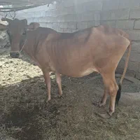 یک عدد گاو ابستن ۷ ماهه ۷۵۰۰۰۰۰۰تومان