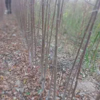 درختان مثمر نهالستان بادام|خدمات باغبانی و درختکاری|فارسان, |دیوار