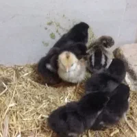 مرغ کرچ همراه با جوجه|حیوانات مزرعه|دلیجان, |دیوار