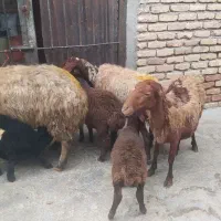 3عددمیش وبره|حیوانات مزرعه|کرمانشاه, |دیوار
