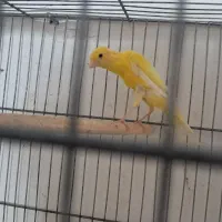 قناری بلند مست ماده گیر (ارسنجان)