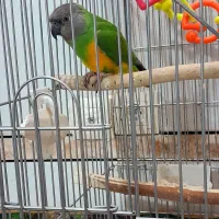 طوطی سنگال|پرنده|خمینیشهر, |دیوار