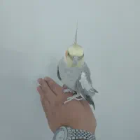 عروس هلندی|پرنده|شهریار, شهرک امیریه|دیوار