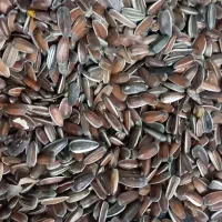 تخمه افتاب گردان