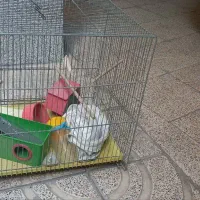 قفس پرنده